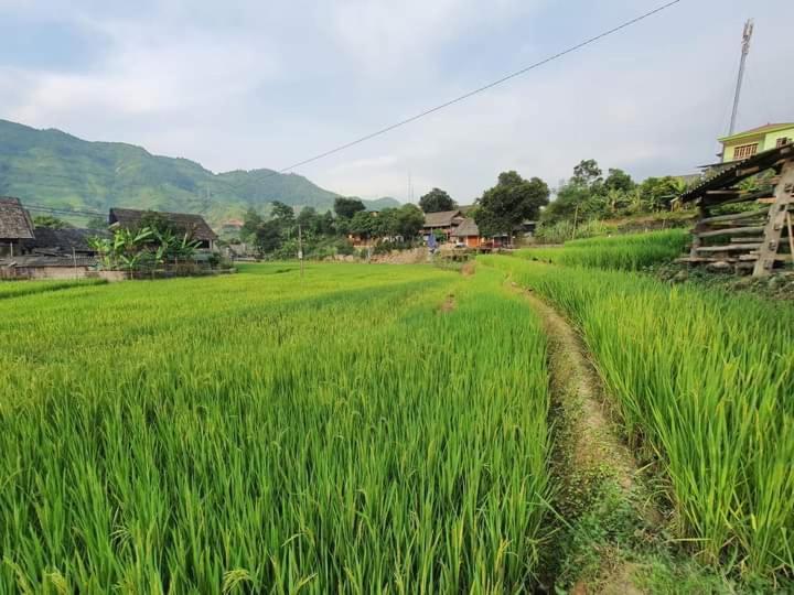 Organic Farm Homestay Sapa Dış mekan fotoğraf