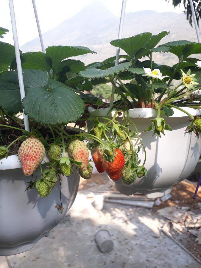 Organic Farm Homestay Sapa Dış mekan fotoğraf
