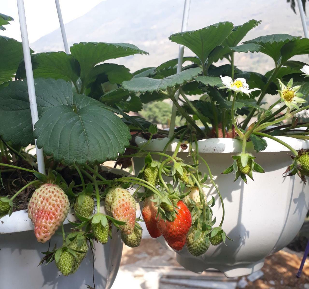 Organic Farm Homestay Sapa Dış mekan fotoğraf